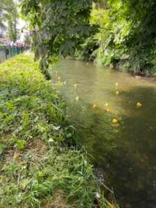 Duck Race 2